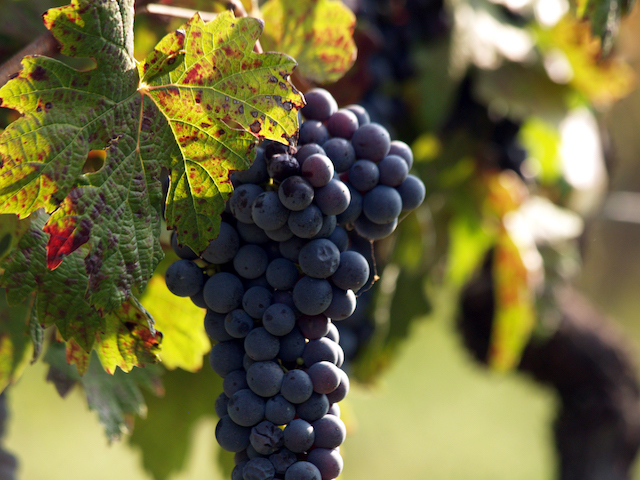 Incoraggianti dati dei vini del Monferrato, diminuiscono le giacenze e bene l’imbottigliamento