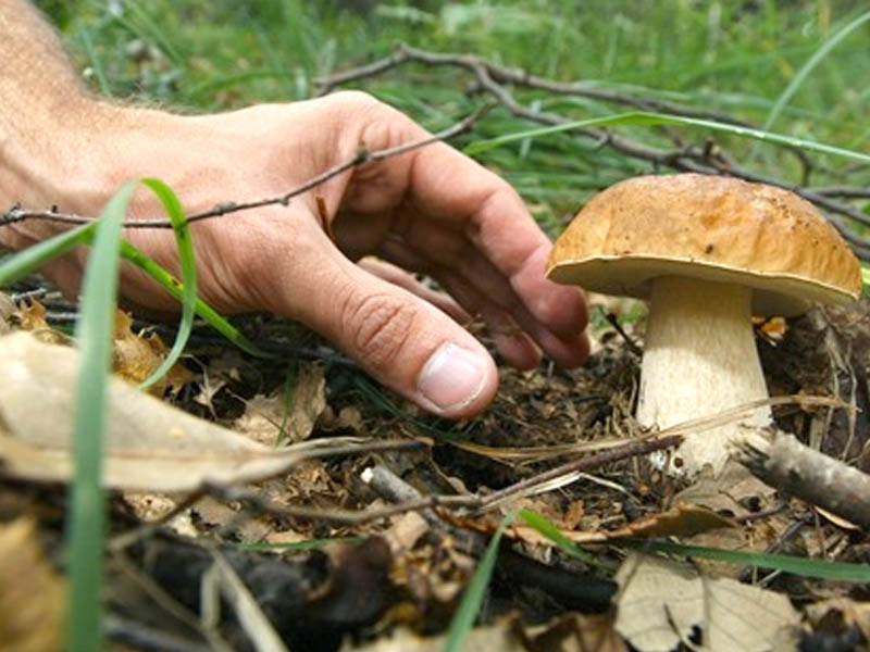 Raccolta dei funghi, le regole nella Regione Piemonte