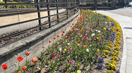 Alba, le aiuole fioriscono grazie ai 3000 bulbi di tulipani donati alla città dalla Contessa Consolata di Pralormo